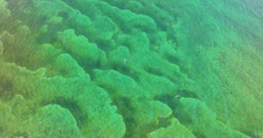 Miami, Florida yakınlarındaki okyanus yüzeyinden görülebilen su altı mercan resifleri..