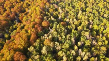 Güneşli bir günde sonbahar ormanında sarı ve turuncu tenteli olan renkli bir orman. Sonbaharda vahşi doğanın manzarası.