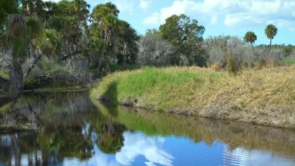 Florida Sladkovodní Řeka Pralesním Deštném Pralese Zelenými Palmami Divokou Vegetací — Stock video