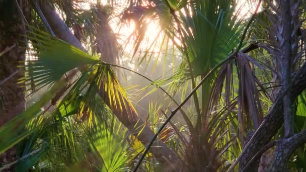 Subtropické Džungle Divoká Vegetace Zelenými Palmami Jižní Floridě Usa Hustý — Stock video