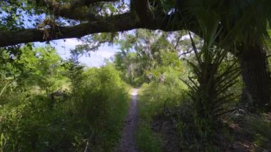 Tropik yağmur ormanları yürüyüş yolu. Güney Amerika 'da yeşil palmiye ağaçları ve yabani bitki örtüsü olan Florida ormanlarının keşfi.