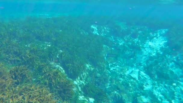 Floridai Trópusi Víz Alatti Barlang Víz Alatti Egzotikus Természet Zöld — Stock videók