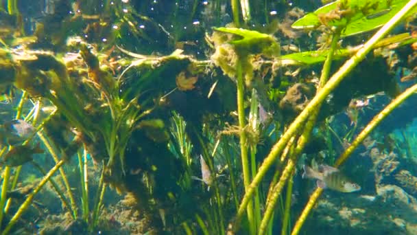 Tropical Underwater Nature Florida Springs Mundo Exótico Submarino Con Peces — Vídeos de Stock