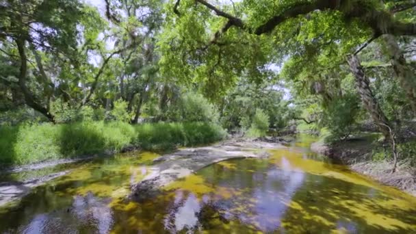 Vacker Tropisk Natur Djungel Regnskog Med Liten Flod Mellan Gröna — Stockvideo