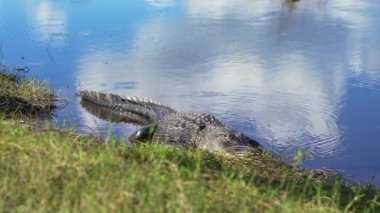 Amerika 'nın Florida kentindeki tatlı su gölü kıyısında dinlenen Amerikan timsahının yakın çekimi..