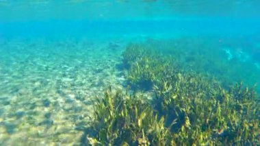 Florida doğayla iç içe. Taze su bitkisi olan su altı yaban hayatı. Güzel tropikal manzara.