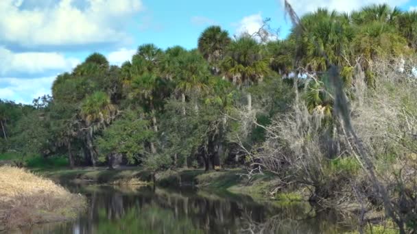 Florida Subtropiska Våtmarker Med Gröna Djungelpalmer Och Vild Vegetation Södra — Stockvideo
