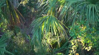 Güney Florida 'da yeşil palmiye ağaçları ve vahşi bitki örtüsü olan tropikal ormanlar. Yoğun yağmur ormanları ekosistemi.