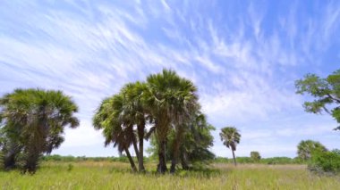 Tropik doğa ekosistemi. Güney Amerika 'da yeşil palmiye ağaçları ve vahşi bitki örtüsü olan Florida ormanları..