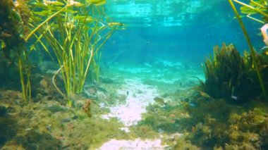Florida 'daki su altı vahşi yaşam kaynakları. Tatlı su bitkisi ile güzel tropikal doğa.