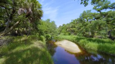 Florida subtropikal ormanlarında yeşil palmiye ağaçları, küçük bir nehir ve Amerika 'nın güneyinde vahşi bitki örtüsü. Yoğun yağmur ormanları ekosistemi.