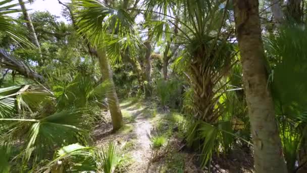 Sendero Sendero Selvas Tropicales Con Palmeras Verdes Vegetación Silvestre Sur — Vídeos de Stock