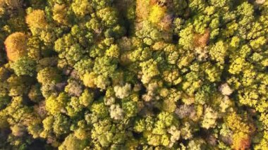 Güneşli bir günde sonbahar ormanlarında renkli gölgelikleri olan yemyeşil bir orman. Sonbahar vahşi doğasının manzarası.