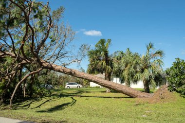 Florida 'da kasırgadan sonra ağaçtan düşmüş. Doğal afetin sonuçları..