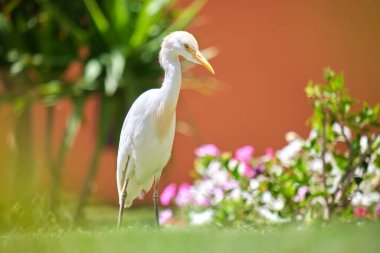 Beyaz sığır balıkçıl kuşu, ayrıca yazın yeşil çimlerde yürüyen Bubulcus Ibis olarak da bilinir..