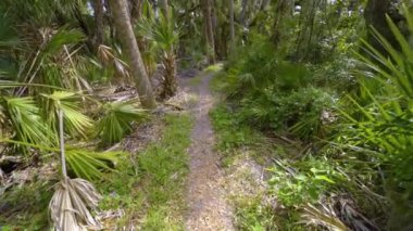 Güney Florida, ABD 'de yeşil palmiye ağaçları olan tropikal ormanlardaki patika patikalarını geziyorum. Yoğun yağmur ormanları keşfediliyor.