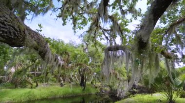Güney Florida 'da canlı meşe ağaçları ve yeşil palmiye bitkilerinde İspanyol yosunları olan tropik ormanlar. Yoğun yağmur ormanları ekosistemi.
