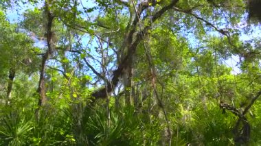 Güzel tropikal doğa. Yeşil palmiye ağaçları ve Florida 'nın güneyinde vahşi bitki örtüsü olan orman yağmur ormanları. Yoğun yağmur ormanları ekosistemi.