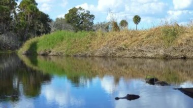 Tropik sulak alanlar vahşi doğa. Güney Florida, ABD 'de yeşil palmiye ağaçları olan vahşi ormanlar. Yağmur Ormanları Ekosistemi.