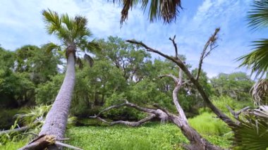 Güney Florida 'da yeşil palmiye ağaçları ve vahşi bitki örtüsü olan tropikal ormanlar. Yoğun yağmur ormanları ekosistemi.