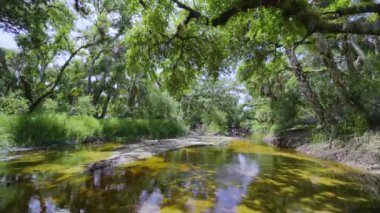 Yeşil palmiye ağaçları ve Florida 'nın güneyindeki vahşi bitki örtüsü arasında taze su nehri olan tropikal ormanlar. Yoğun yağmur ormanları ekosistemi.