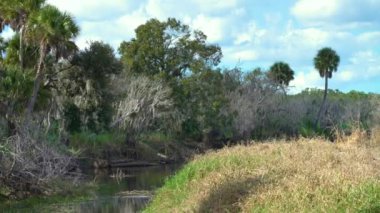 Myakka Nehri Parkı tropikal sulak alanlarda yeşil ormanlar palmiye ağaçları ve Florida 'nın güneyinde vahşi bitkiler. Yoğun yağmur ormanları ekosistemi.