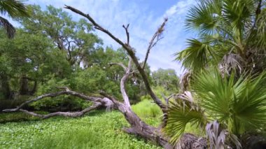 Güney Amerika 'da yeşil palmiye ağaçları ve vahşi bitki örtüsü olan Florida subtropikal ormanları. Yoğun yağmur ormanları ekosistemi.