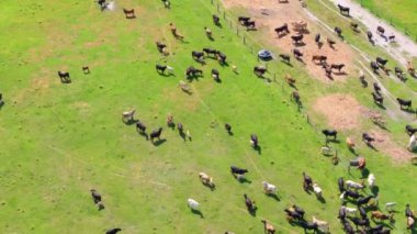 Otlakta otlayan süt sığırları sürüsü. Florida 'da yeşil çayırlarda süt inekleri.