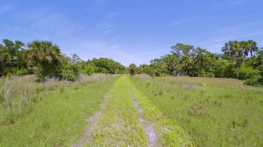 Güzel tropikal doğa patikalarında yürüyüş yapmak. Güney Florida 'daki yeşil palmiye ağaçları arasındaki toprak yol. Yağmur Ormanları Ekosisteminin Keşfi.