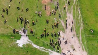 Otlakta otlayan süt sığırları sürüsü. Florida 'da yeşil çayırlarda süt inekleri.