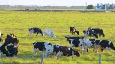 Çiftlik binasının önündeki otlakta otlayan süt sığırları sürüsü. Florida 'da yeşil çayırlarda süt inekleri.