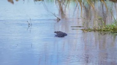 Florida 'daki timsah doğal sularda yüzüyor. Florida 'nın güneyindeki nehir kıyısında Amerika' ya özgü sürüngen avcısı..