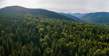 Dağ tepelerini kaplayan koyu ladin ağaçlı yeşil çam ormanlarının havadan görünüşü. Yukarıdan orman manzarası yok.