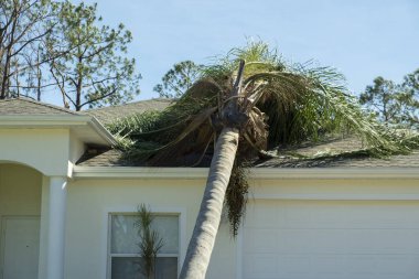 Florida 'daki kasırgadan sonra ev çatısında ağaç hasarı. Güçlü tropikal fırtına rüzgarları sonrası enkazdan aşağı düştü. Doğal afetin sonuçları..