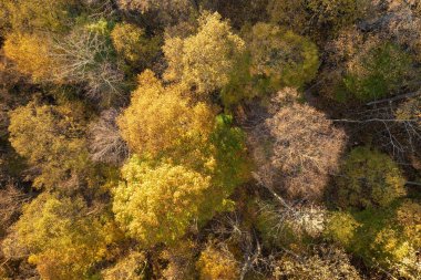 Kuzey Carolina 'daki Appalachian dağlarının günbatımı tepelerinde sonbahar mevsiminde yemyeşil orman ağaçları vardı. Sonbahar doğasının güzelliği.