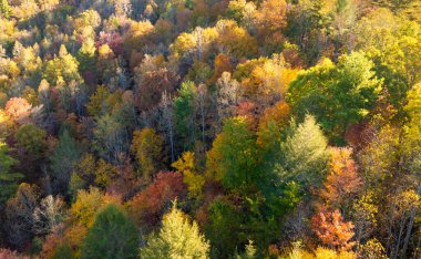 Kuzey Carolina 'daki Appalachian dağlarının günbatımı tepelerinde sonbahar mevsiminde yemyeşil orman ağaçları vardı. Sonbahar doğasının güzelliği.