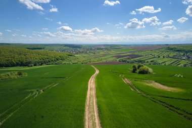 Yaz mevsiminde ekinlerin yetiştiği yeşil tarım arazileri. Tarım ekili tarla. Tarım ve tarım endüstrisi.