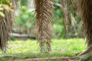Florida 'nın arka bahçesinde kurumuş ölü palmiye ağacı.