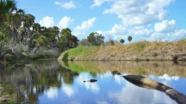 Myakka Nehri Parkı tropikal sulak alanlarda yeşil ormanlar palmiye ağaçları ve Florida 'nın güneyinde vahşi bitkiler. Yoğun yağmur ormanları ekosistemi.