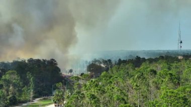 Florida orman ormanlarında yangın söndüren itfaiye helikopteri. Acil servis helikopteri ormanda alevleri söndürmeye çalışıyor. Kalın duman yükseliyor..