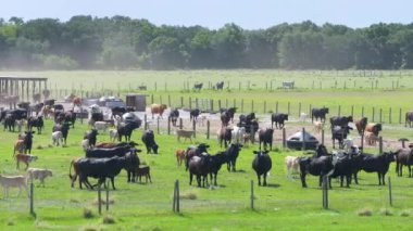 Otlakta otlayan süt sığırları sürüsü. Florida 'da yeşil çayırlarda süt inekleri.