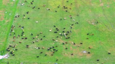 Organik süt ve sığır eti üretimi. Yeşil çiftlik otlaklarında otlayan inekler. Çiftlik arazilerinde sığır beslemek.
