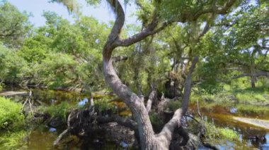Yoğun yeşil yağmur ormanları olan vahşi tropikal doğa. Güney Amerika 'da palmiye ağaçları, sulak arazi nehri ve bitki örtüsü olan Florida ormanları.
