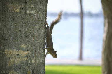 Beautiful wild gray squirrel climbing tree trunk in summer town park.