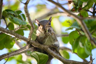 Beautiful wild gray squirrel eating nuts on a tree in summer town park.