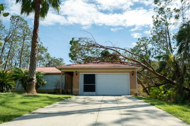 Florida 'da kasırgadan sonra bir evin çatısındaki büyük ağaçtan düşmüş. Doğal afetin sonuçları..