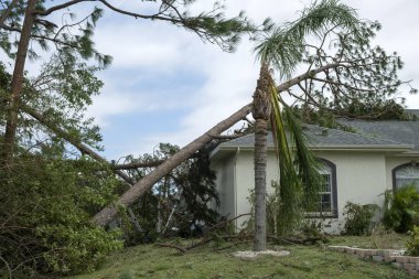 Florida 'da bir evin çatısında kasırga hasarı var. Tropik fırtına rüzgarlarından sonra büyük bir ağaçtan düştü. Doğal afetin sonuçları..