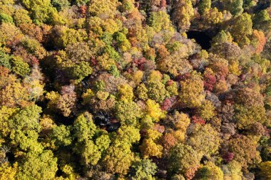 Sonbahar mevsiminde yemyeşil orman. Güneşli bir günde sonbahar ormanlarında renkli gölgeler. Sonbahar vahşi doğasının manzarası.