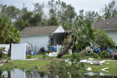 Florida 'nın ön bahçesindeki kasırgadan sonra sökülmüş palmiye ağaçları. Doğal afet kavramından sonra.