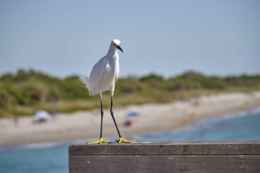 Beyaz balıkçıl, yazın deniz kenarında büyük balıkçıl olarak da bilinir..